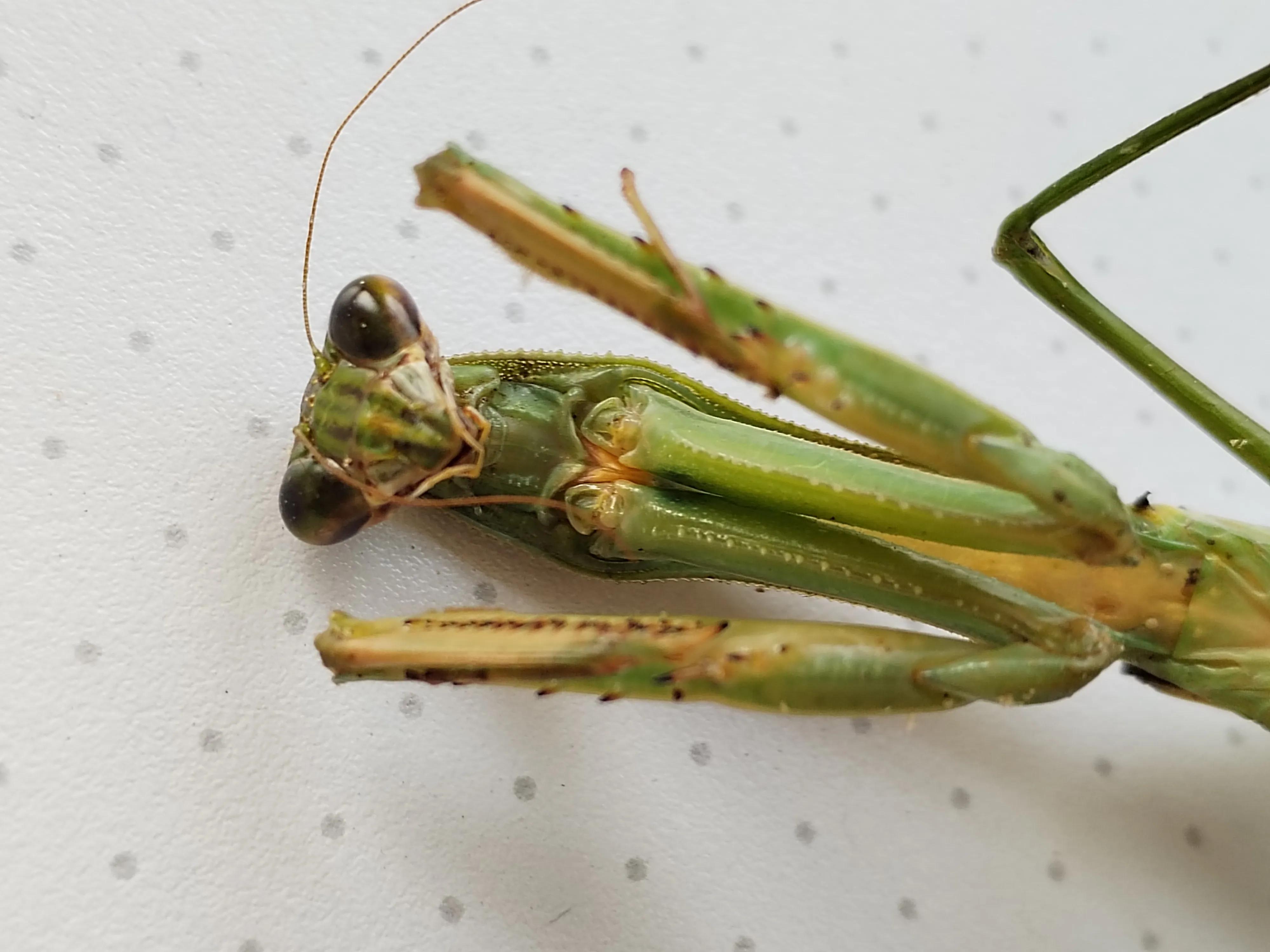 姥姥陪读：相伴二年级（43）|今天，与一只螳螂诀别