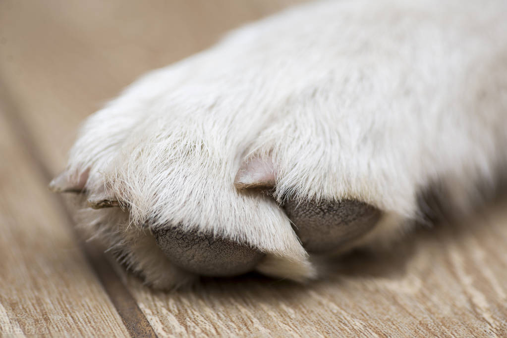 狗狗爪垫干燥,狗狗爪子肉垫干裂怎么办