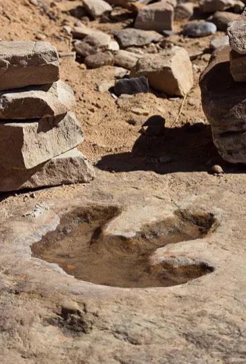 在澳大利亚你可以发现什么,澳大利亚到处能看到动物