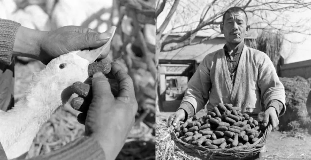 填鸭,填鸭式教育是什么意思