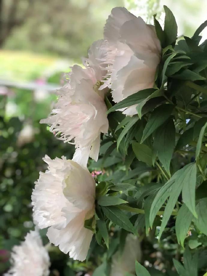 银丝贯顶牡丹只有一棵吗,珍贵牡丹花银丝贯顶