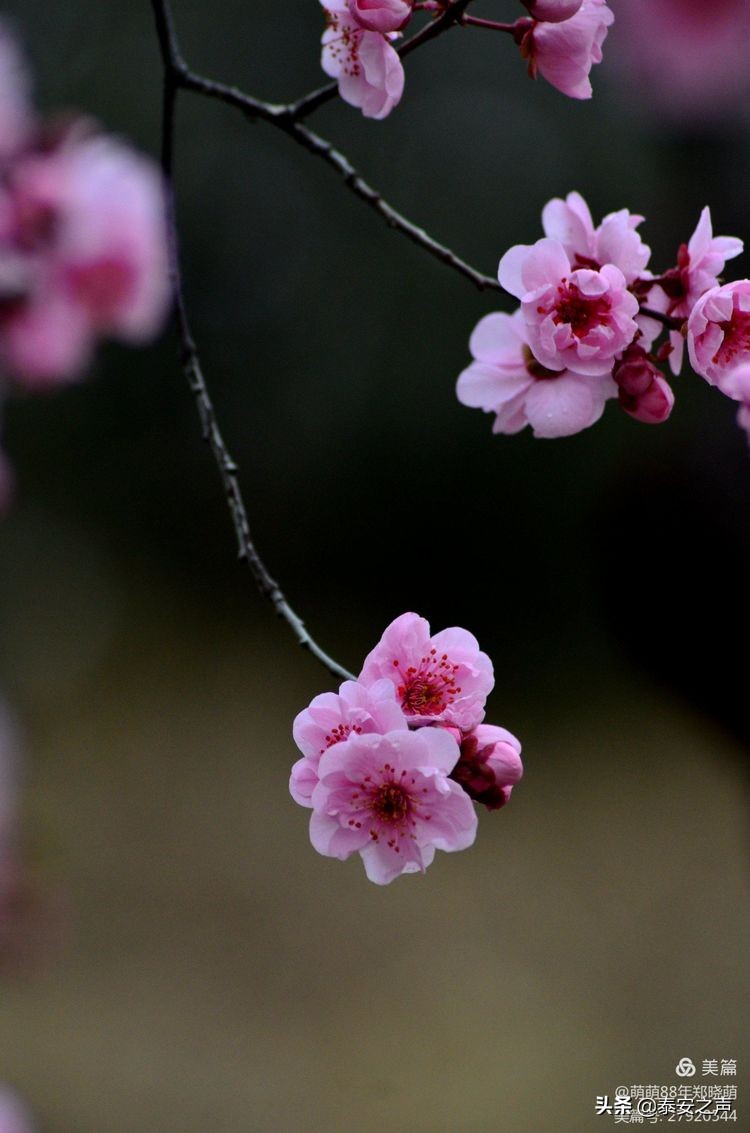 春风拂柳梅花开,桃李春风梅花开