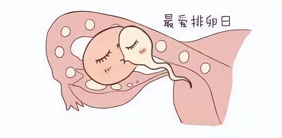 准备备孕,如何更准确的进行排卵监测?