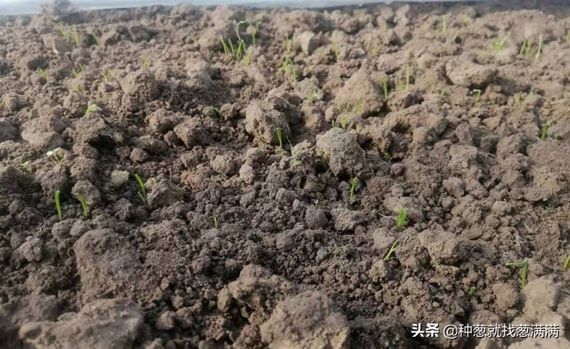 大葱种子最好的品种,大葱什么品种最适合北方种