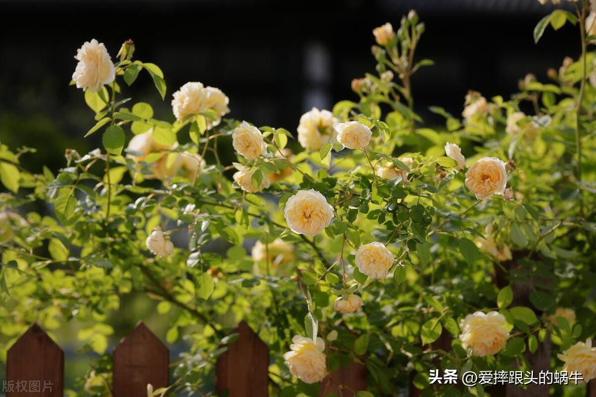 生如夏花灿烂的时候,生如夏花绚烂绽放歌曲视频