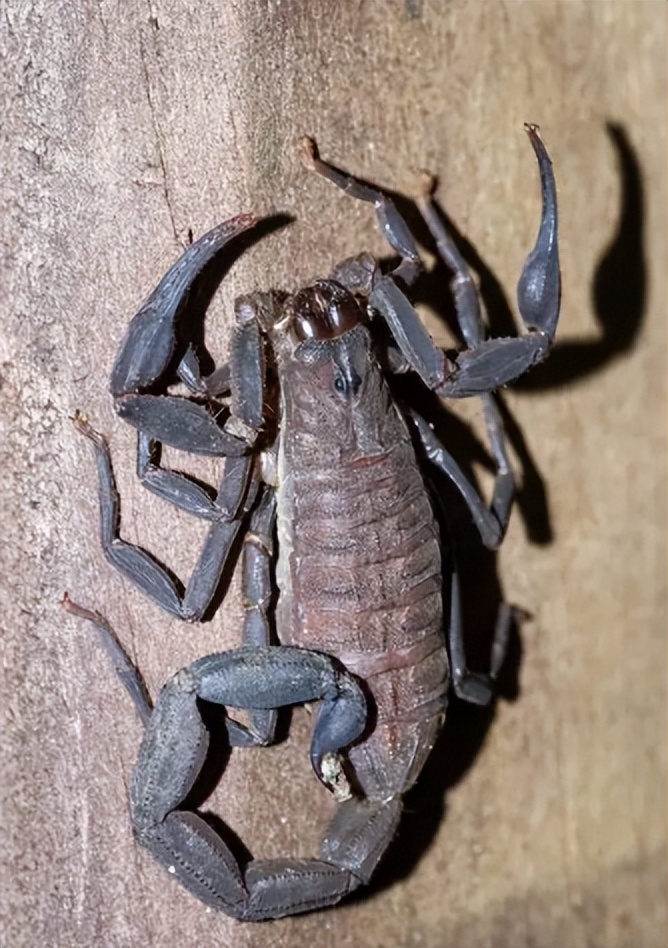 蝎子养殖的前期工作是什么,蝎子繁殖期怎么管理