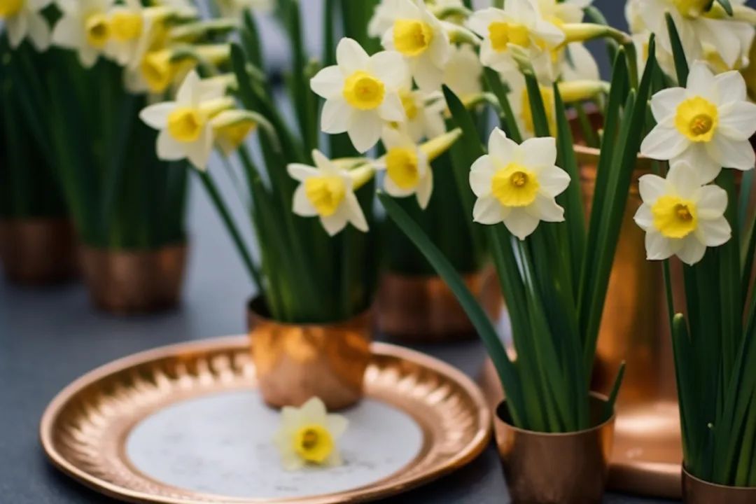 地标馆|水沉为骨玉为肌不“装蒜”的水仙花是真正的水中仙