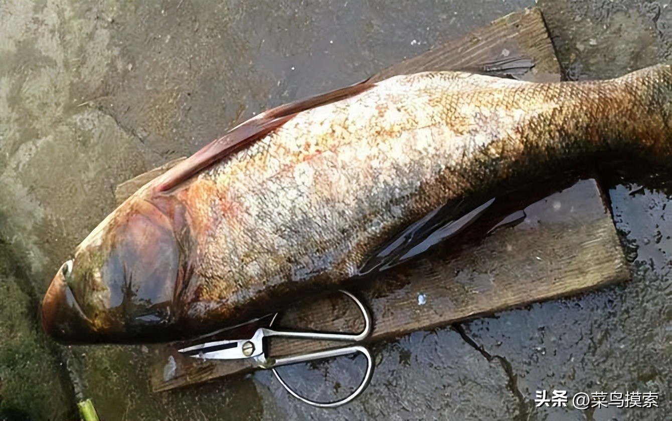 手竿钓鲢鳙的正确钓法,冬季手竿钓鲢鳙怎么钓