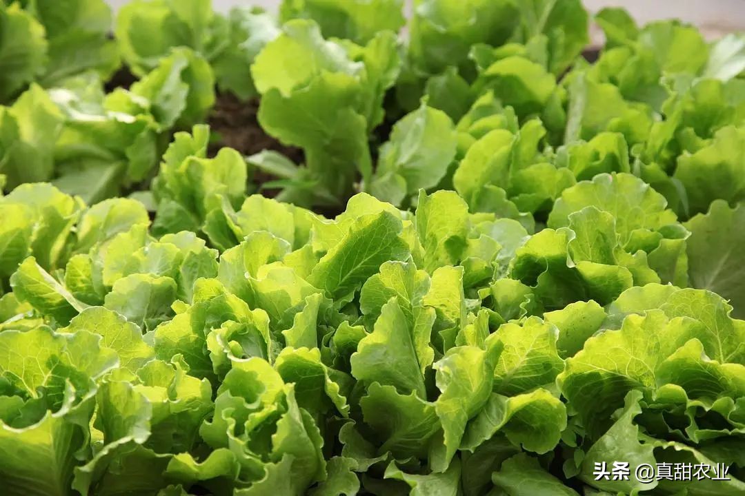 菜价易跌难涨，平稳不动更是占据常态；六月往后，机会依旧存在