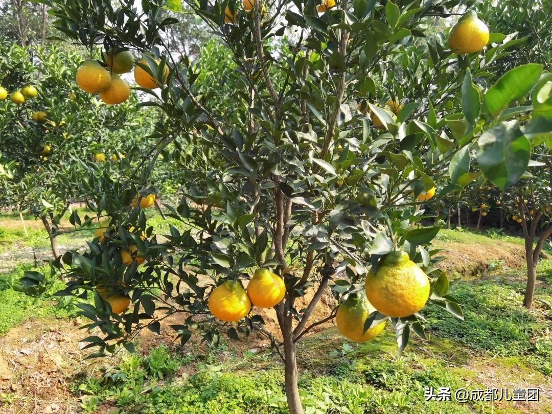 成都温江橘子采摘园推荐10月份,江苏附近橘子采摘园有哪些地方