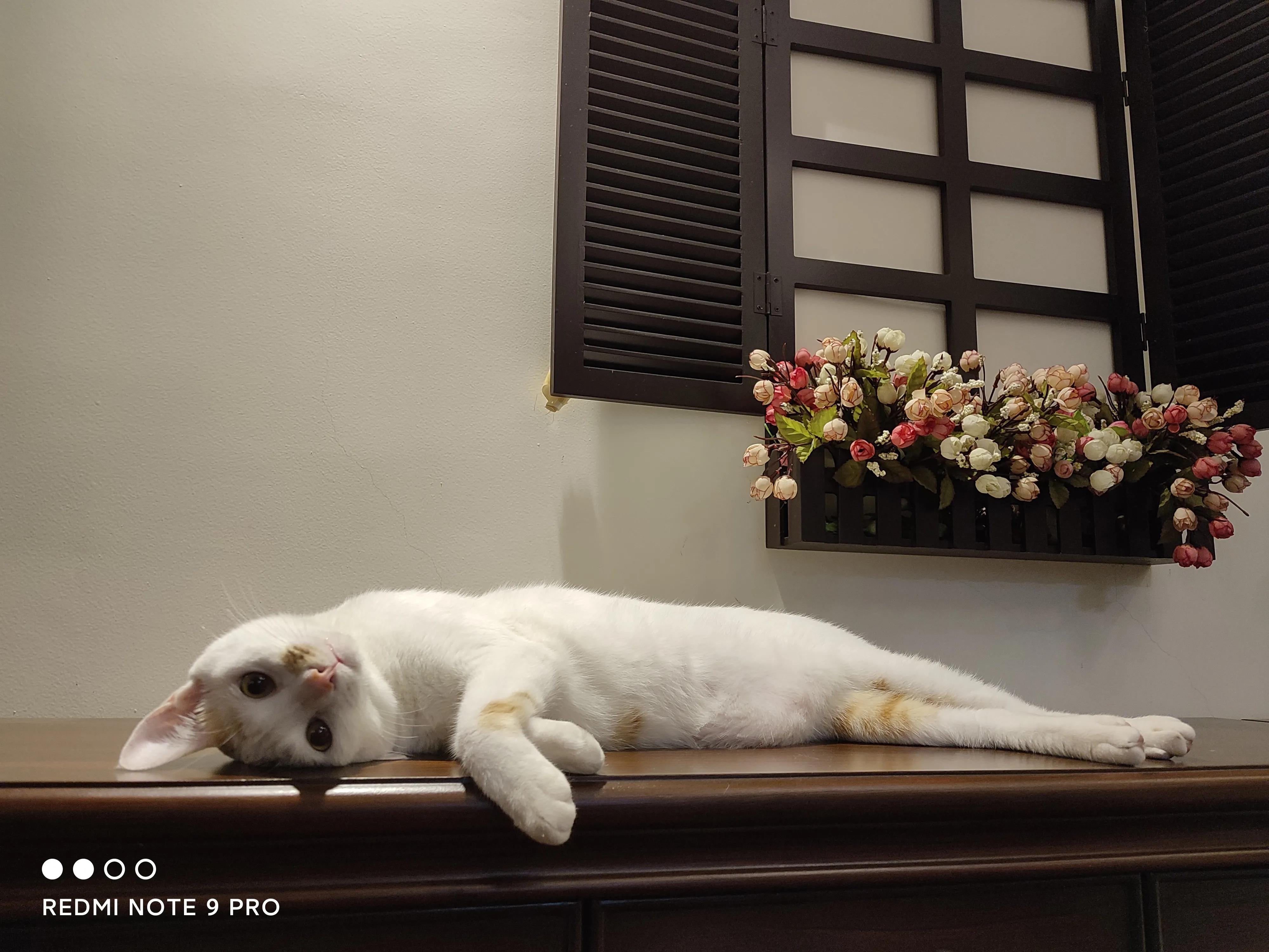 流浪猫偷吃食物被抓,被流浪猫抓了要紧吗