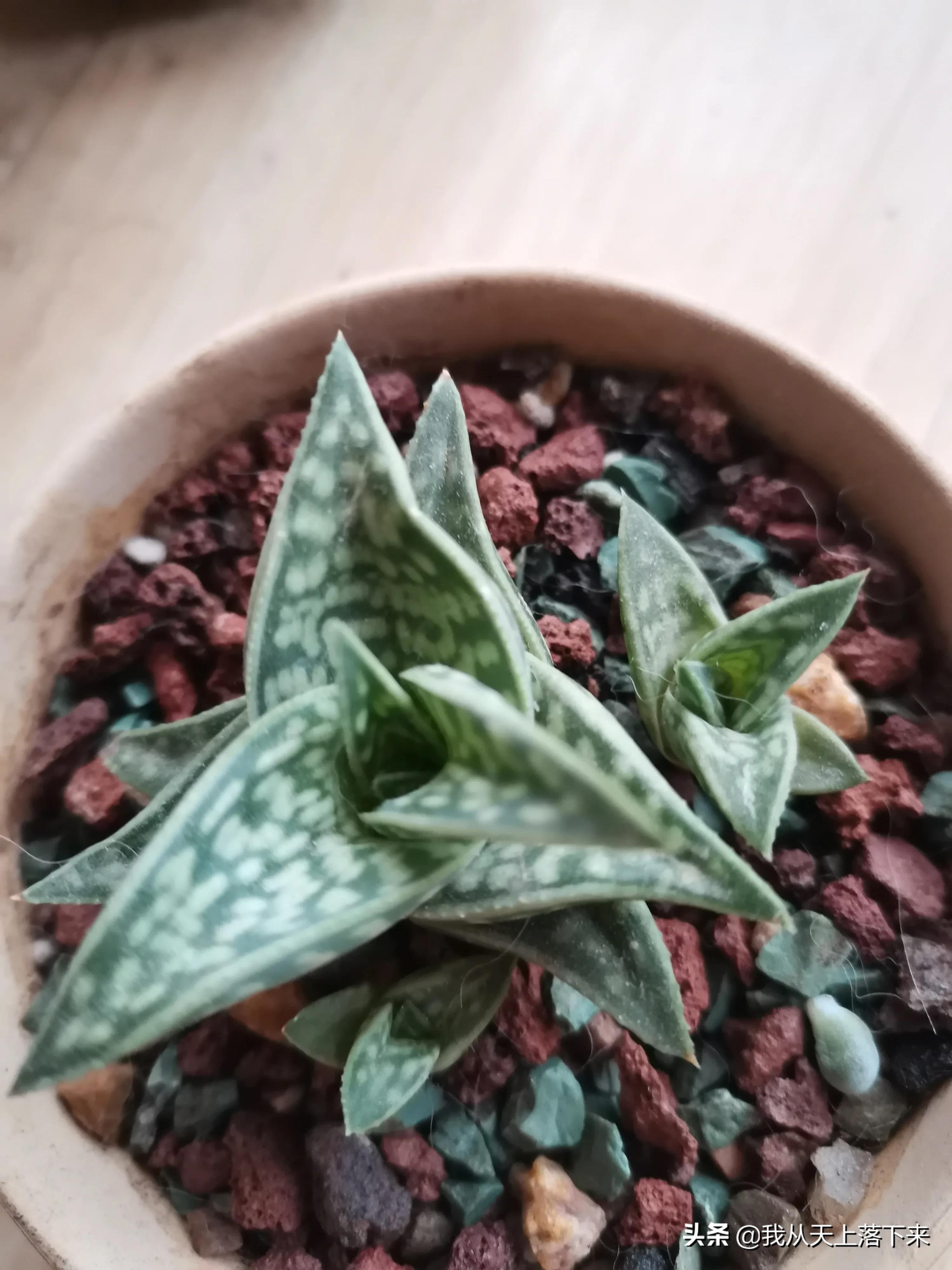 多肉品种及图片大全欣赏,多肉品种辨别图片大全欣赏