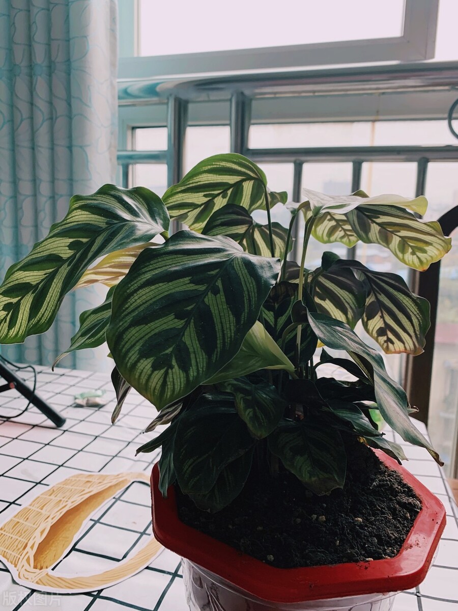 室内大型懒人植物,室内懒人养的耐寒耐旱绿色植物