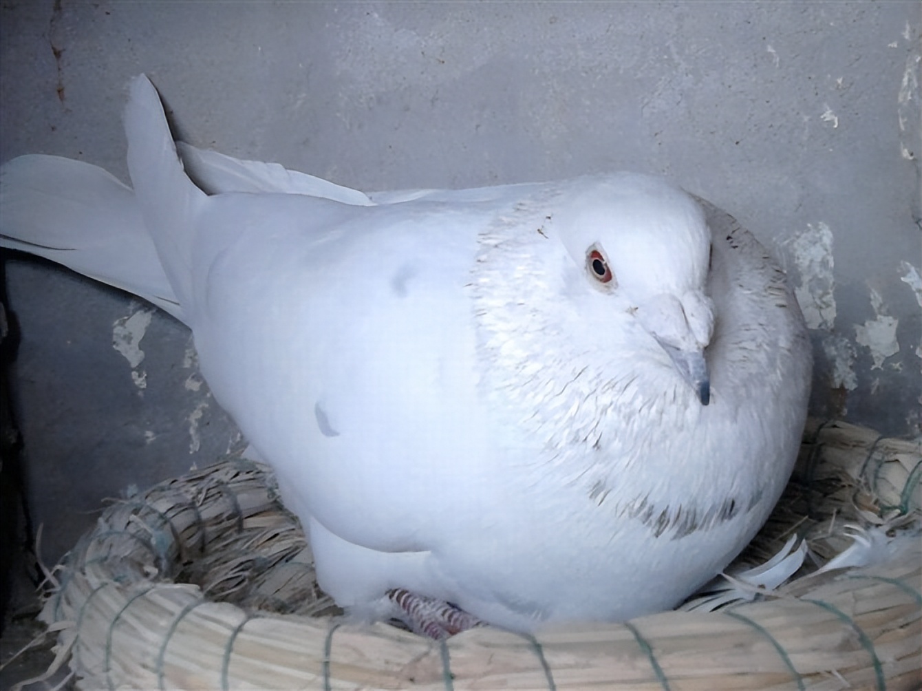 小心“玉米”把鸽养太肥