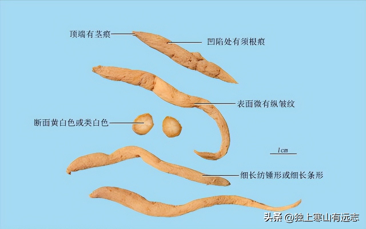 人参的种类和功效大全,人参第一名