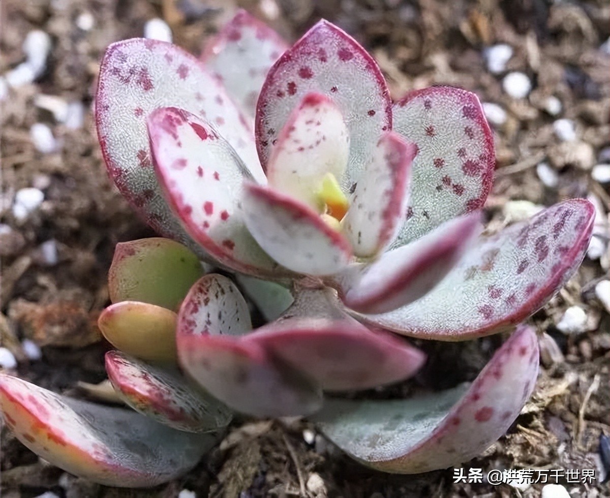 16元的多肉品种大全,水泡多肉养殖方法