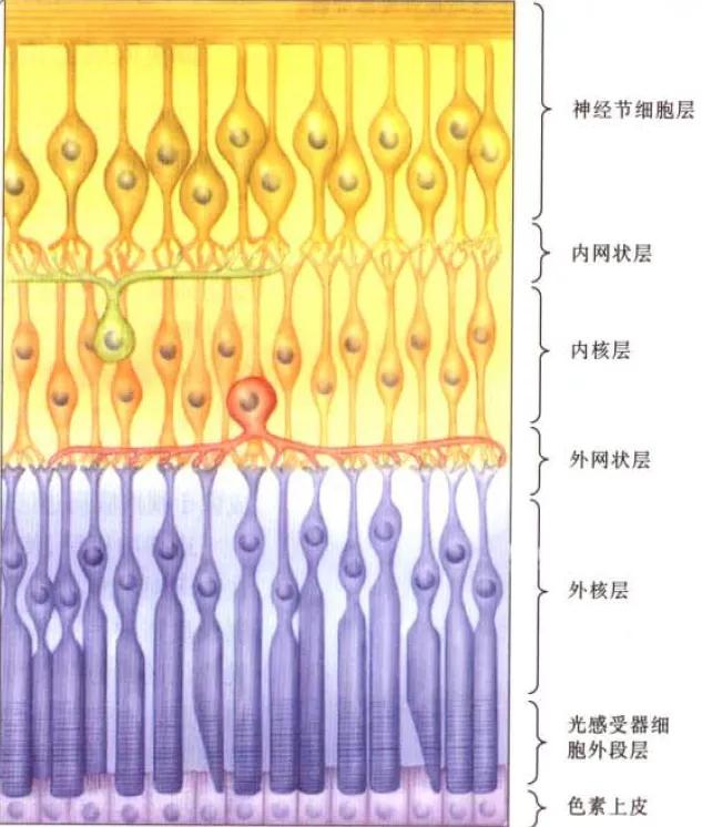 眼花缭乱的科学实验,各种视觉错觉
