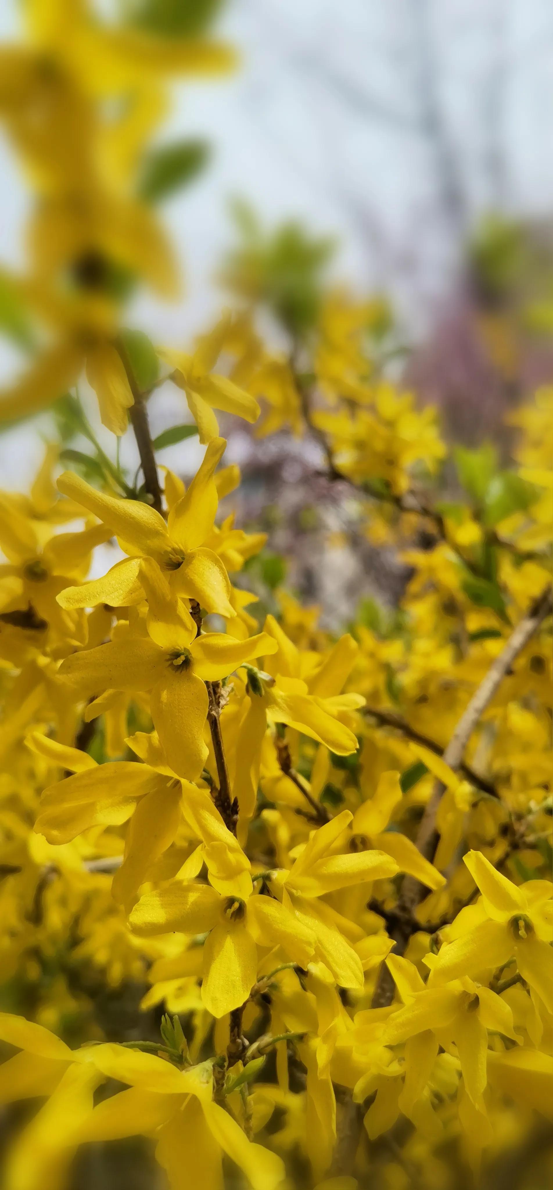 春天散文250字左右赏析,春天散文最美句子