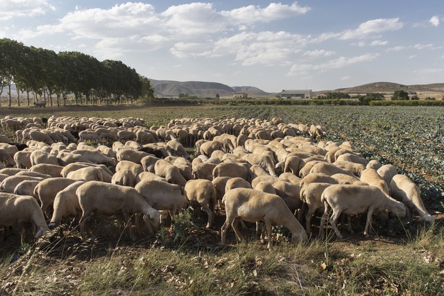 在农村适合兼职的养殖项目,农村养殖羊创业项目计划书