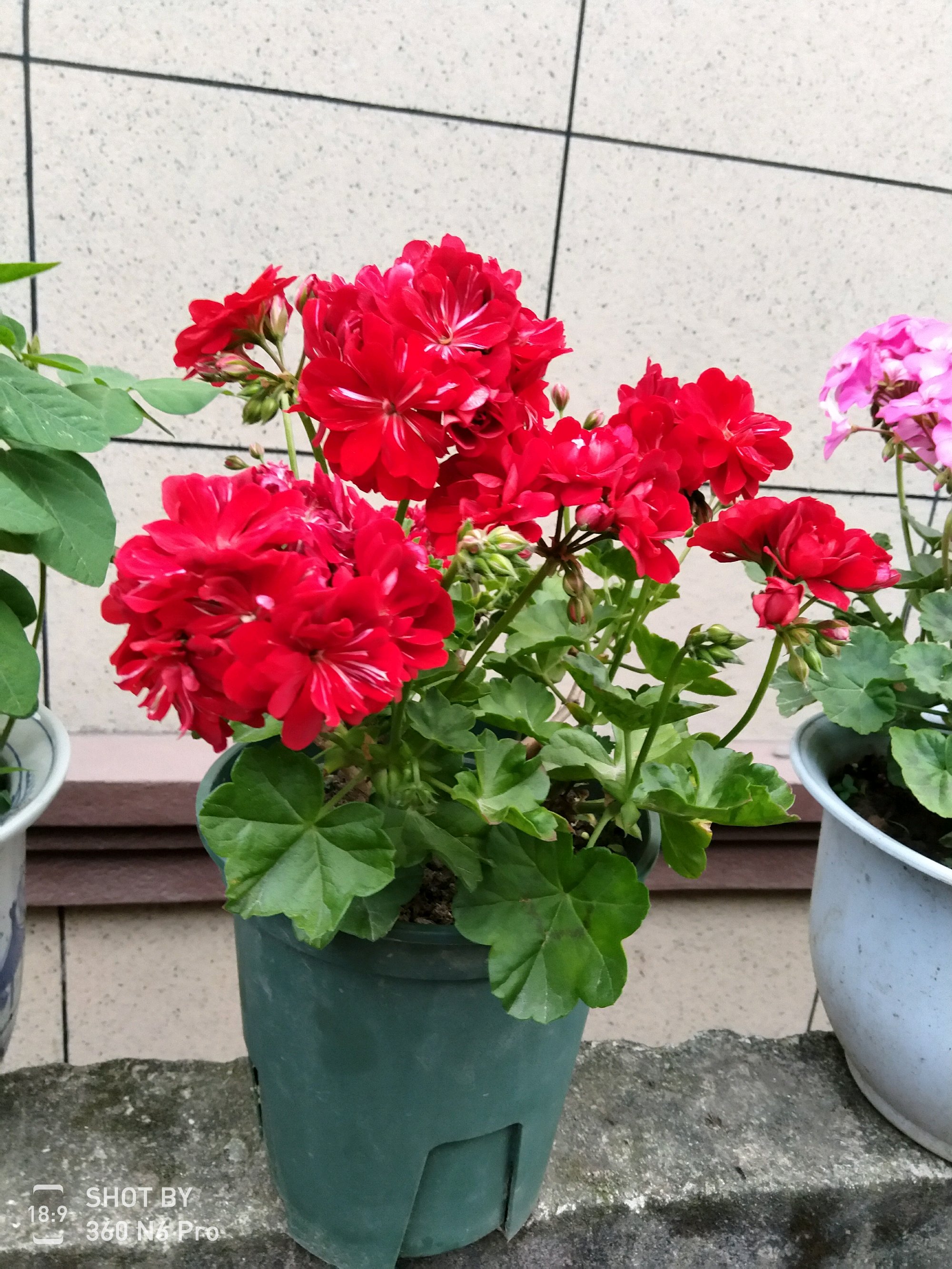 天竺葵怎么养才一年四季开爆花,天竺葵怎么养能开花不断