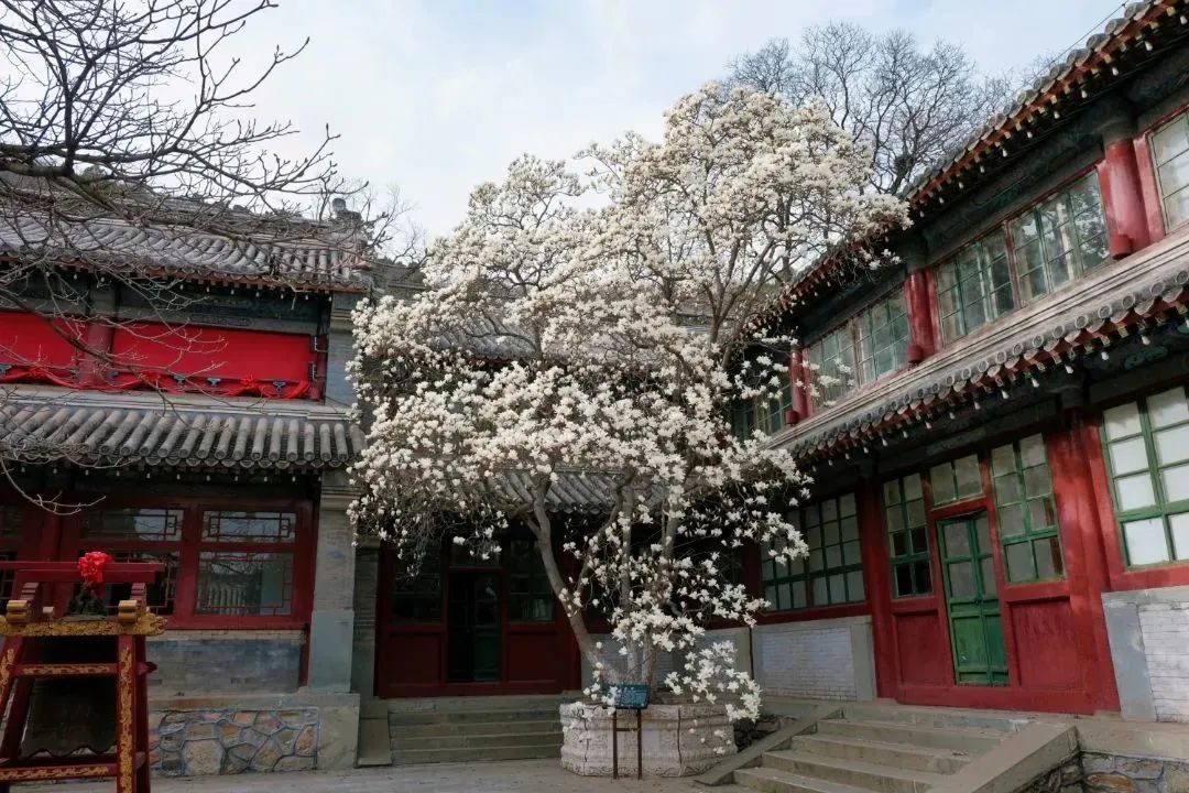 石景山首钢园骑行,春天石景山赏花