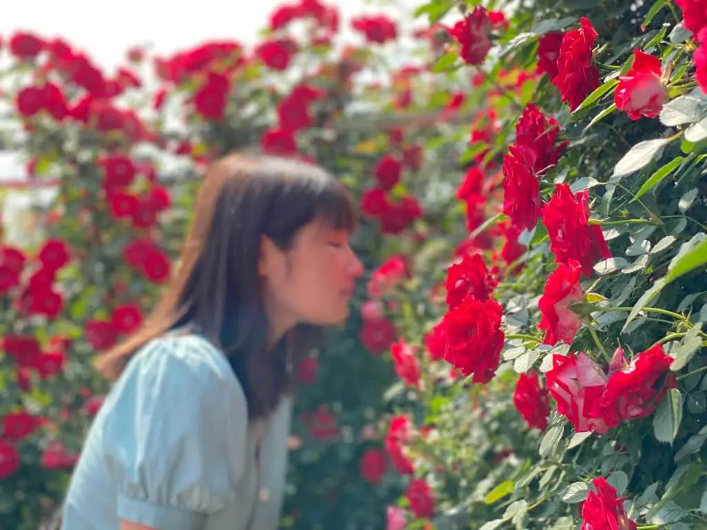 大寨玫瑰花海迷宫,花海迷宫大寨