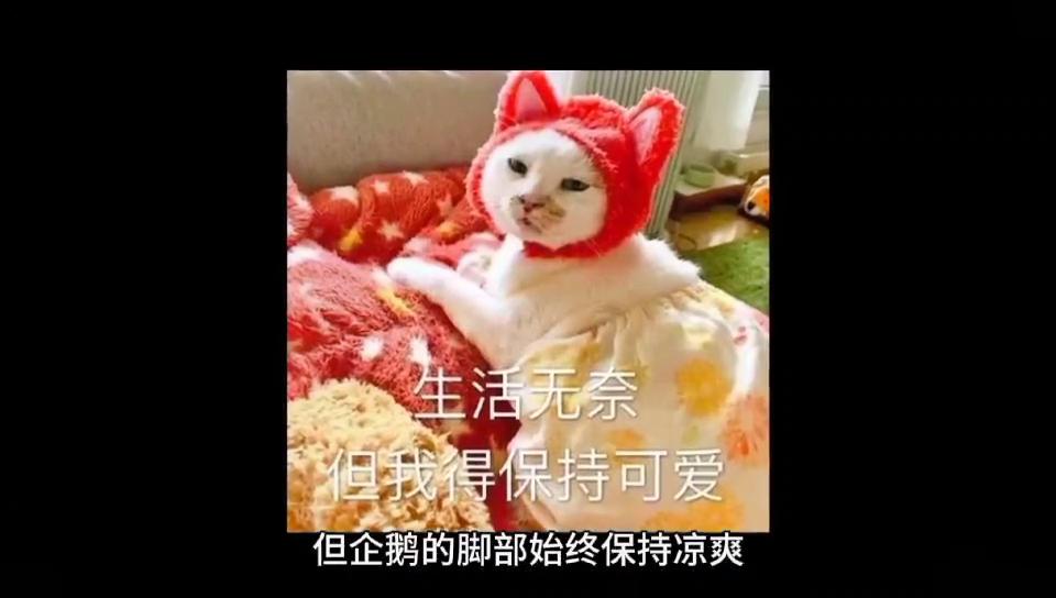 dou知识,都是知识表情包