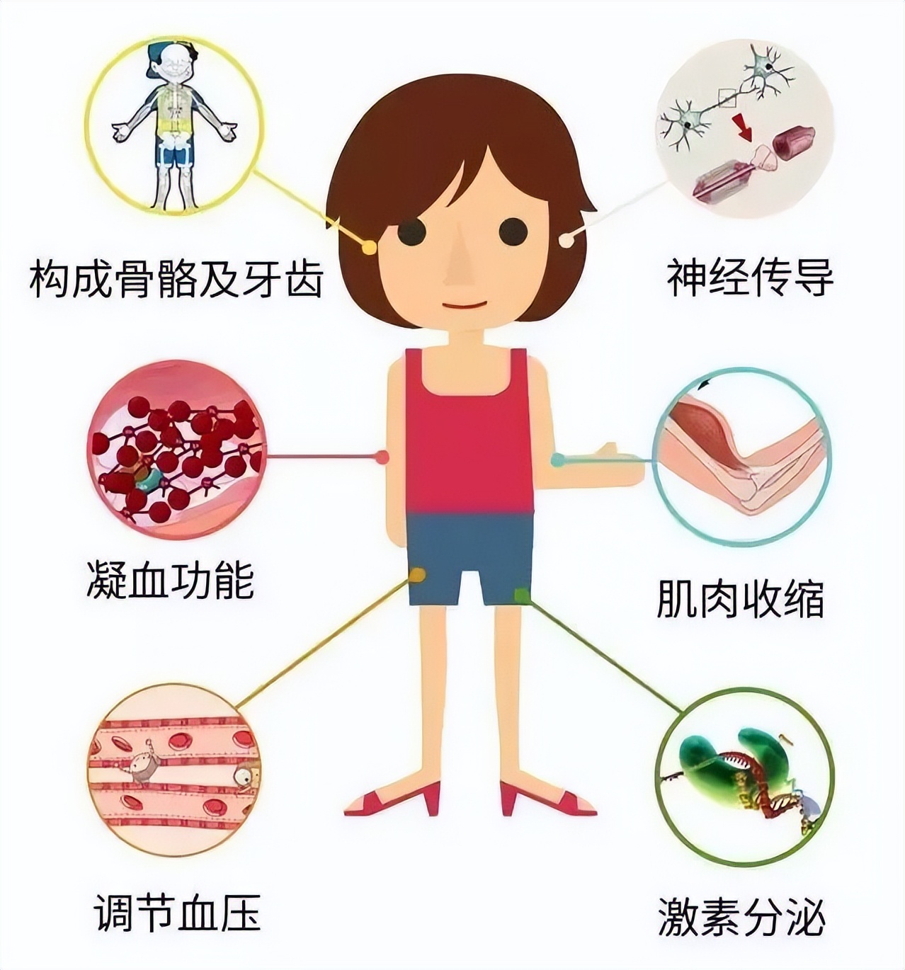 钙磷镁怎么补,钙要一直补吗