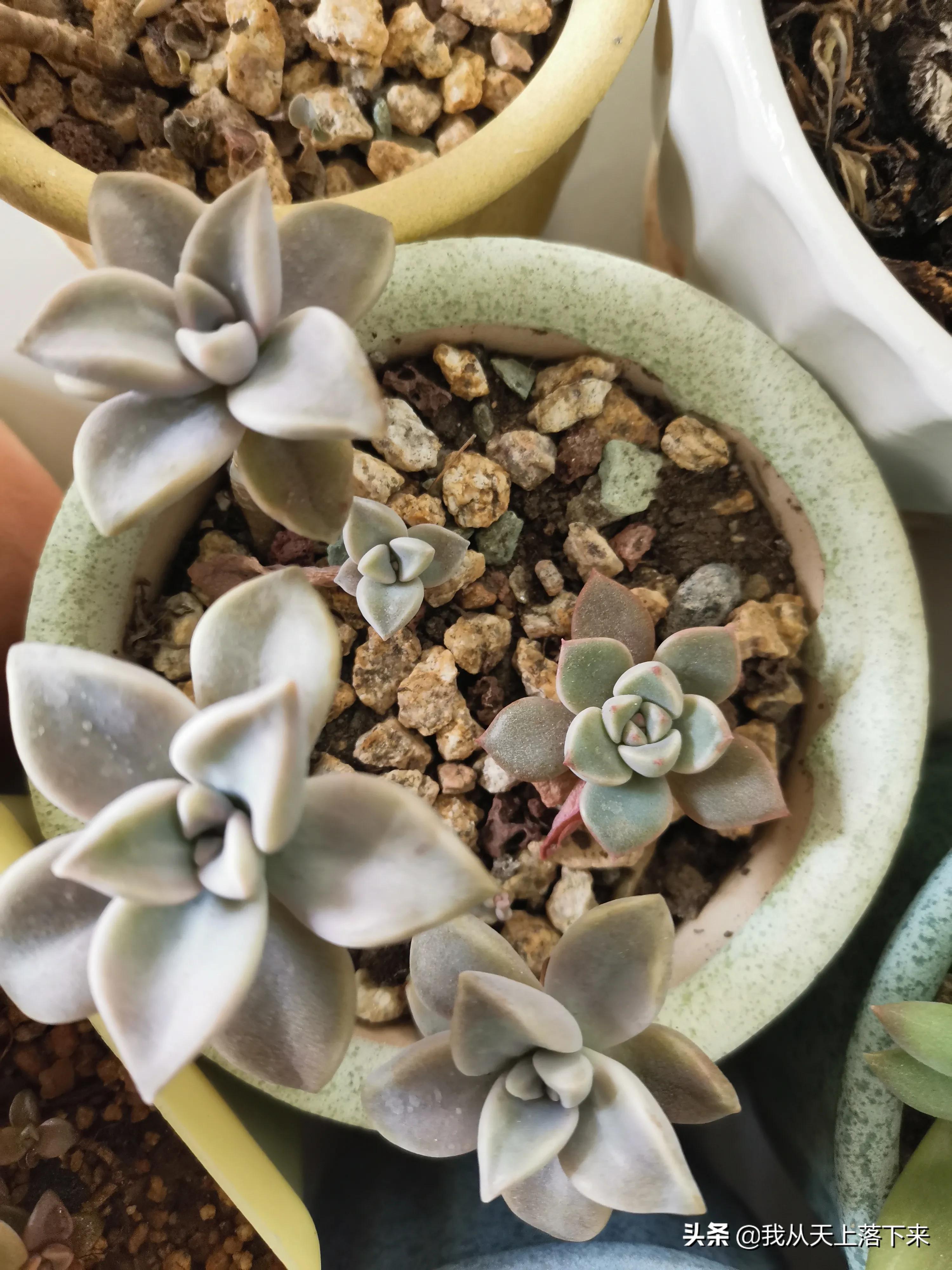 多肉品种及图片大全欣赏,多肉品种辨别图片大全欣赏