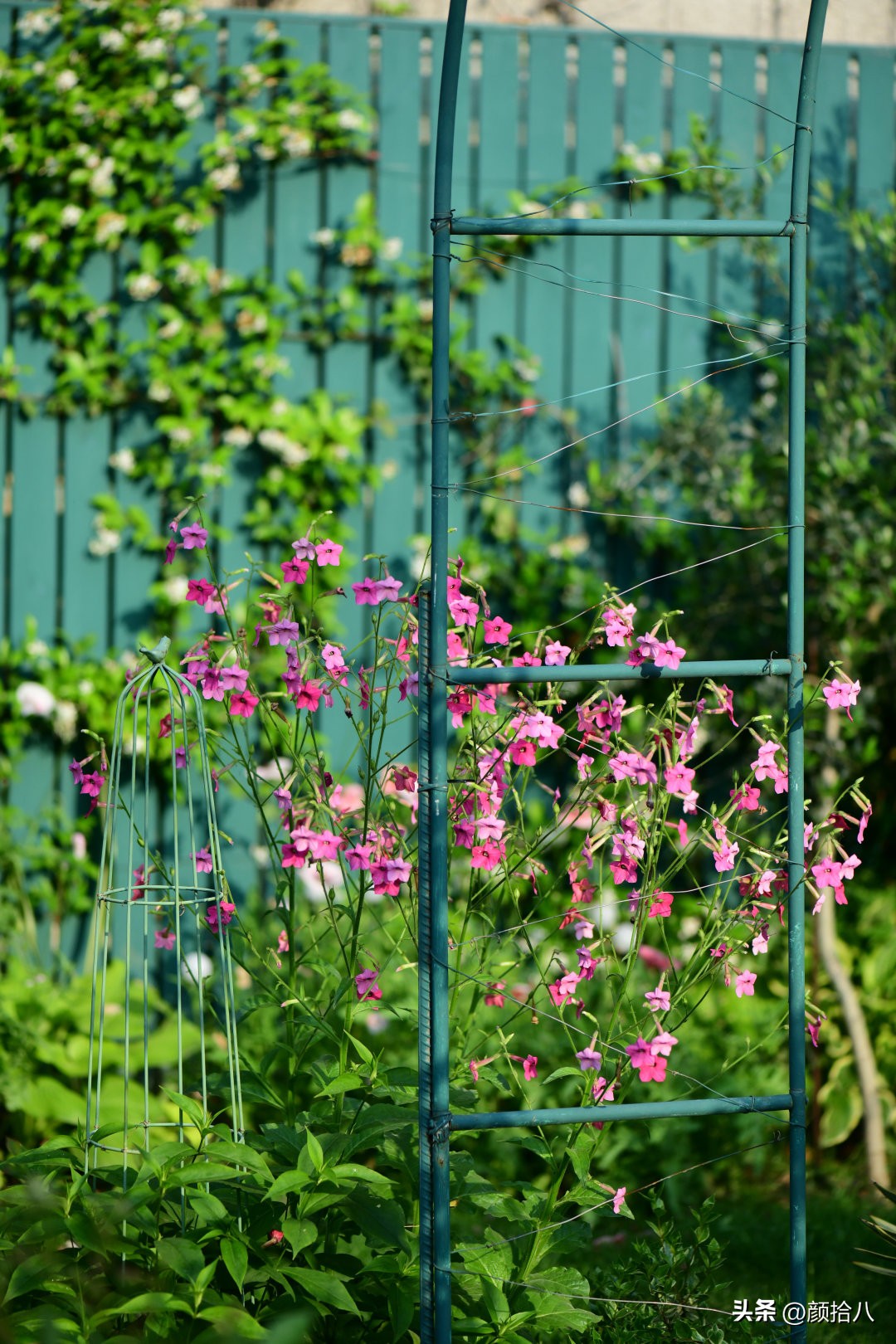 冬天开花的室外花卉盆栽,温室盆栽观花花卉植物