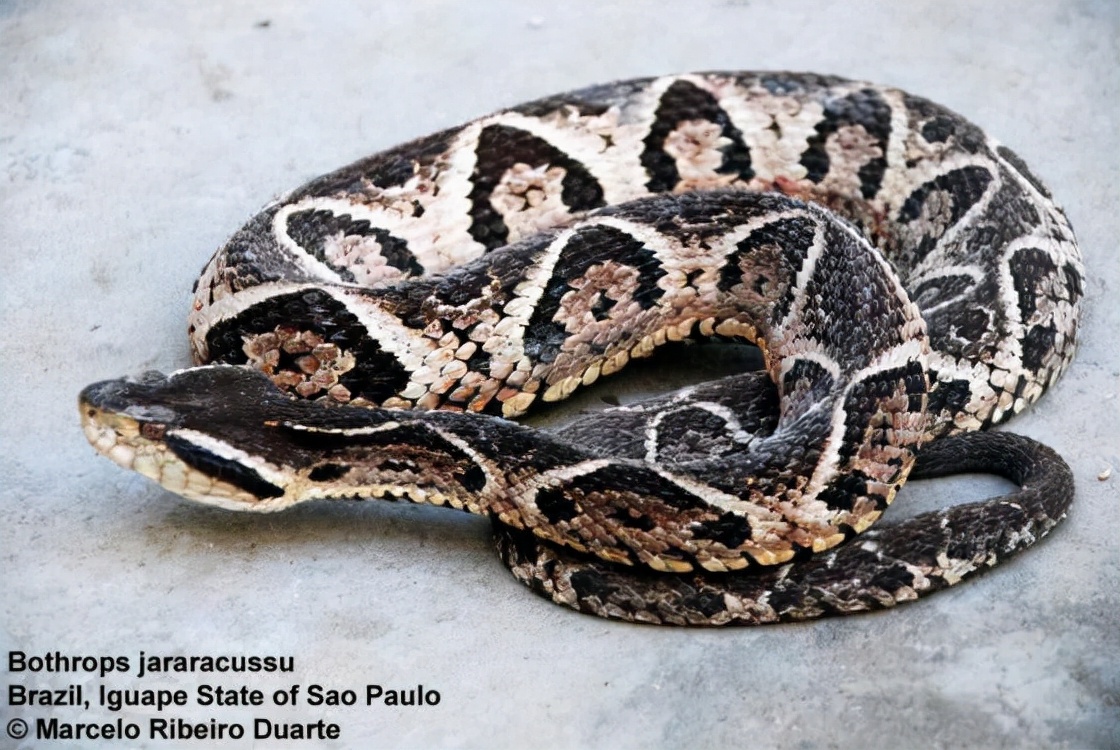 神奇的动物蛇的视频大全,神奇的动物蛇