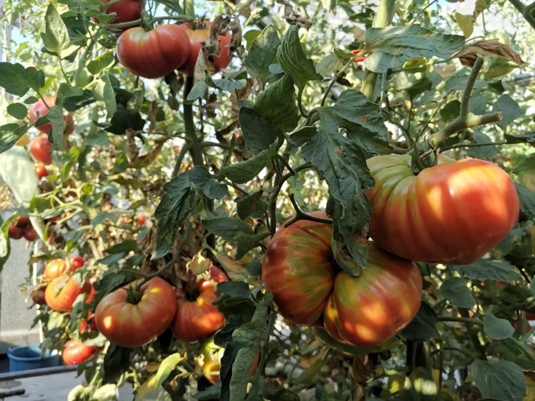 西红柿最近新消息,西红柿皮特别硬咋回事