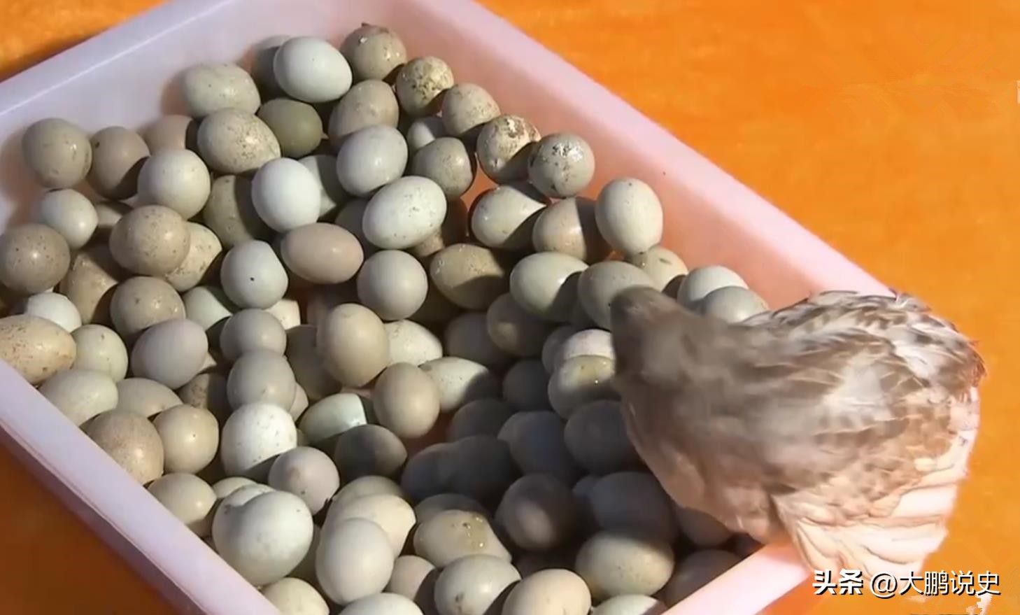 2021年山东富二代研制凤凰蛋，被嘲笑人傻钱多，一年狂赚1000万