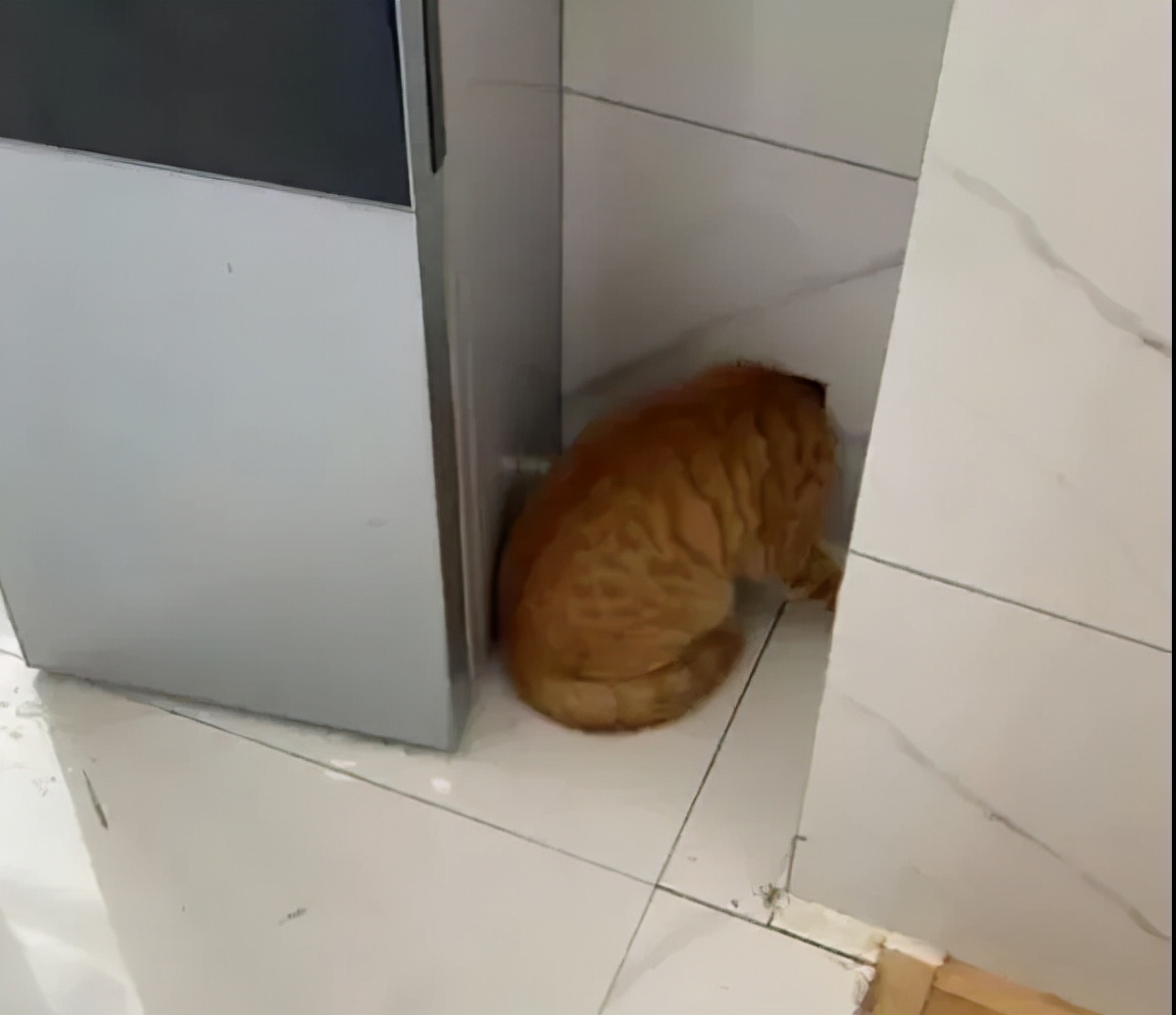 别人家的猫是液体还是固体,猫都是水做的