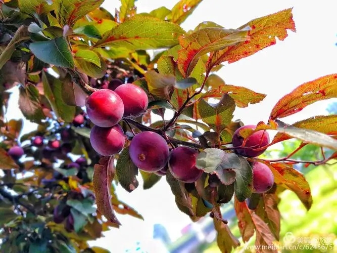 夏天了,绿化带水果纷纷成熟,吃货犯难了,这些免费水果能吃吗?