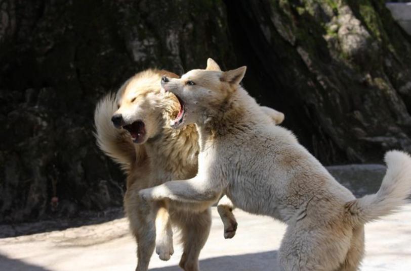 狗狗打架受伤了怎么治,萌宠狗狗打架咬坏了人家