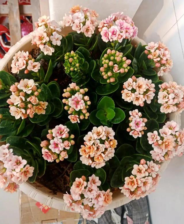 长寿花叶子畸形了,长寿花叶子小是怎么回事