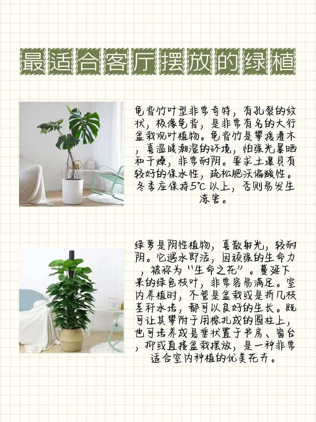 放客厅没有阳光也能活的大型绿植,客厅里面放哪种绿植好养活又好看