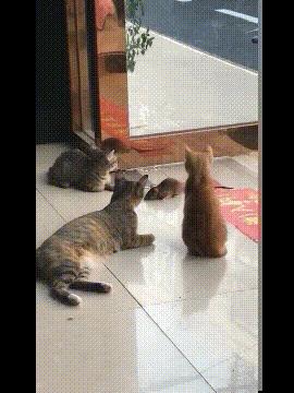 每日一笑：这个测试能说明什么？就这样怼十个手机都得破吧？