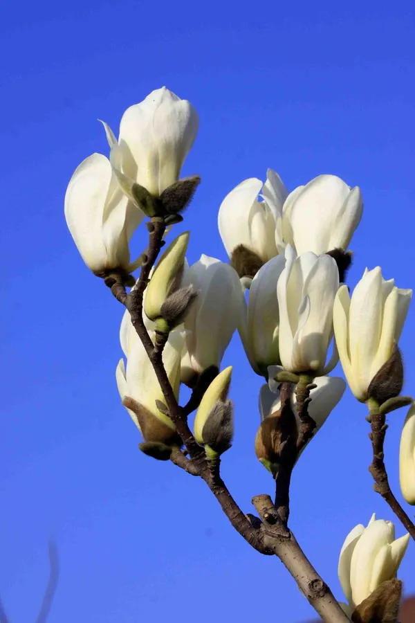 春夏之交，越来越多的花含苞欲放，这一百种娇媚蓓蕾真是美不胜收