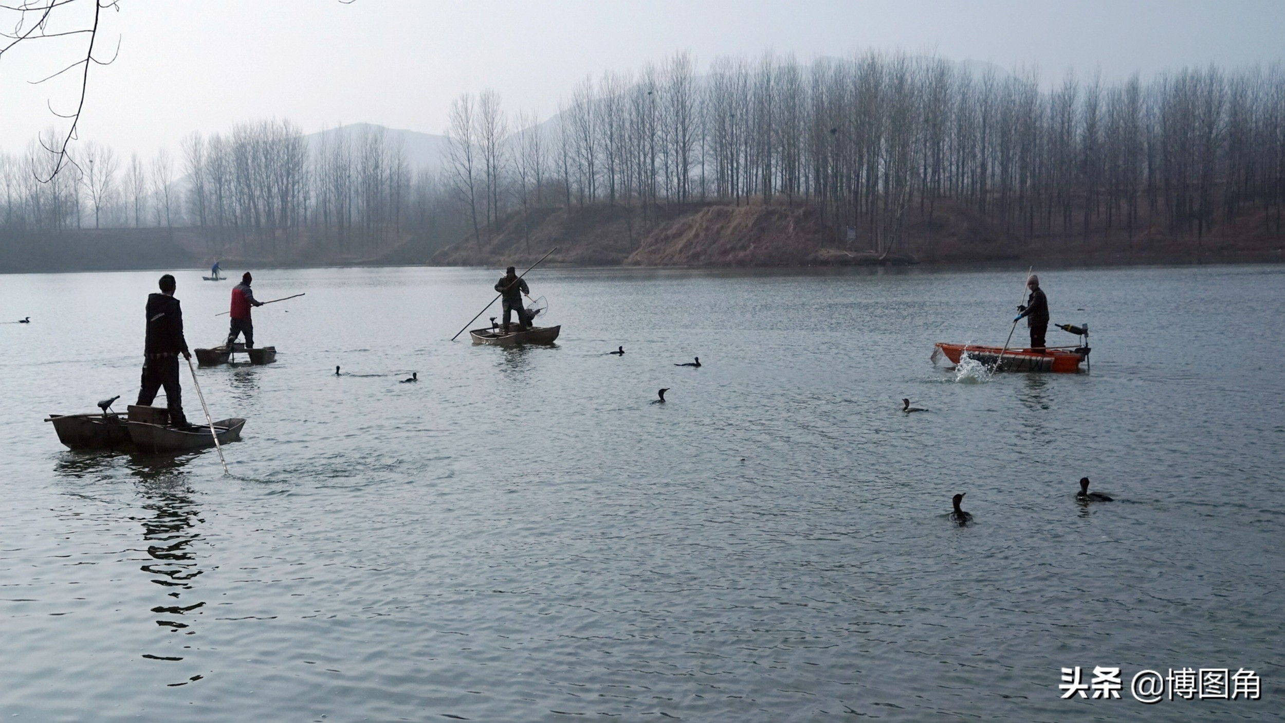 鸬鹚捕鱼渔民生活实拍精彩的瞬间,渔民与鸬鹚捕鱼图片