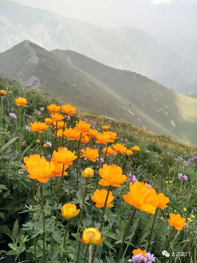 小五台山金莲花坡,小五台金莲花