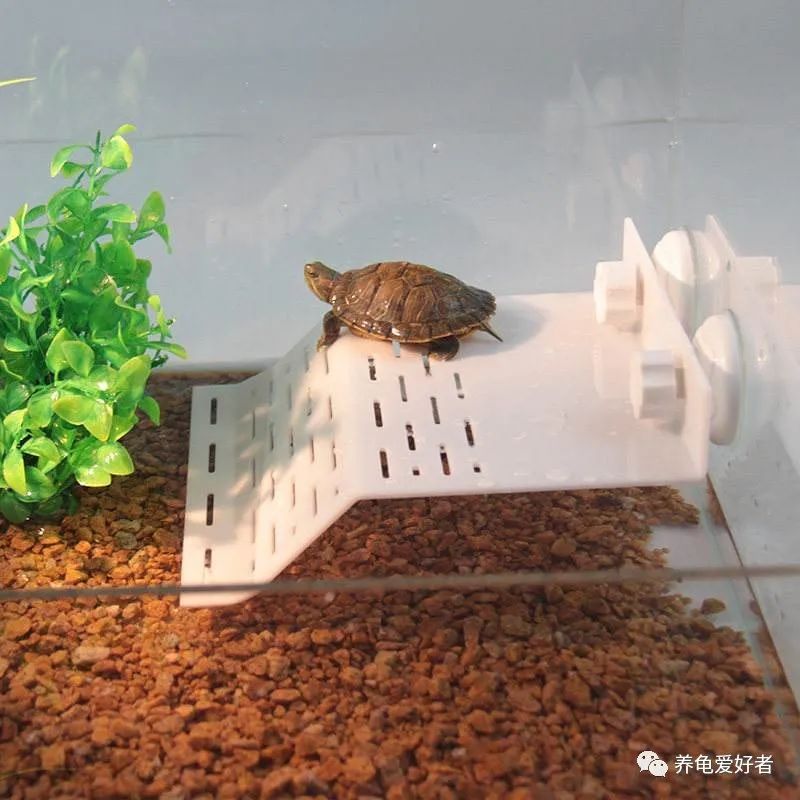 饲养大龟不欺负小龟,大龟与小龟一起养小龟会不会受伤