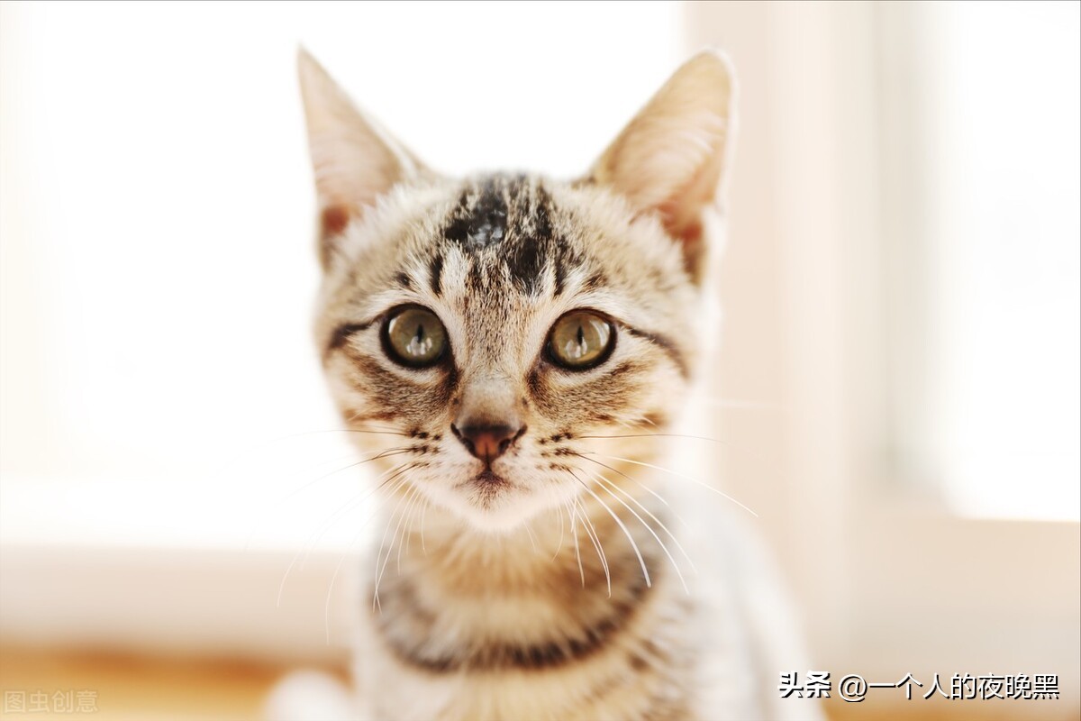 为什么说三花猫是猫中的颜值王者,三花猫为什么被称为最漂亮的猫