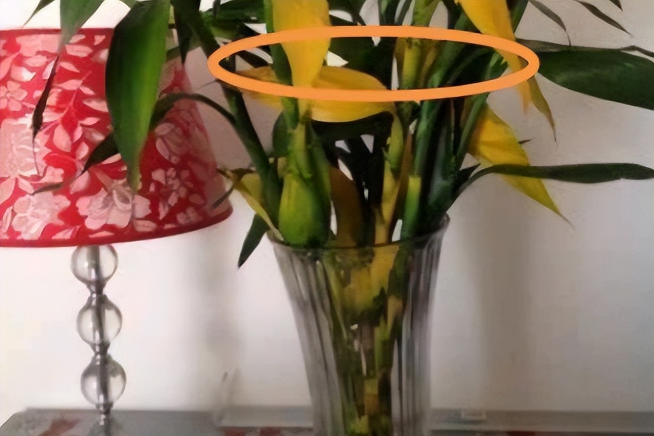 富贵竹最怕的三种水,怎么让富贵竹叶子肥厚挺拔