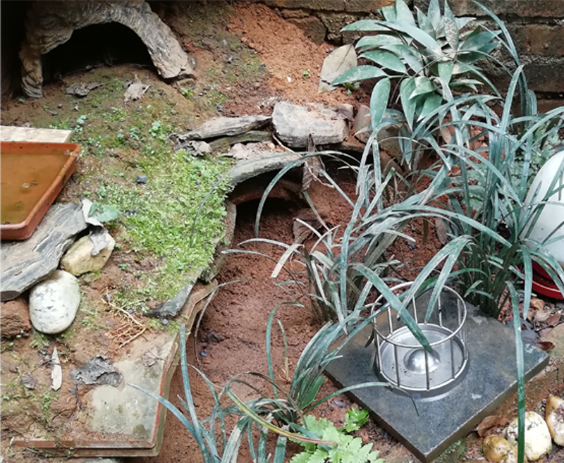 黄缘闭壳龟的公母是由什么决定的,黄缘闭壳龟刚到家躲在土里不出来