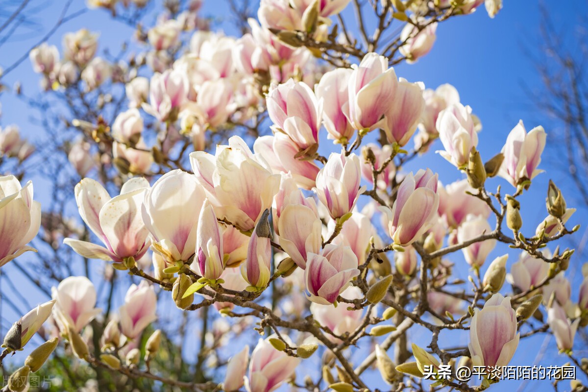 院子种什么花最好风水最旺,院子适合种什么树或花风水好