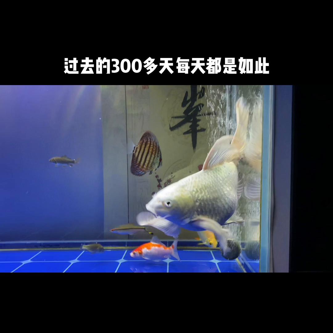 黑天鹅歌曲,黑天鹅事件最新消息