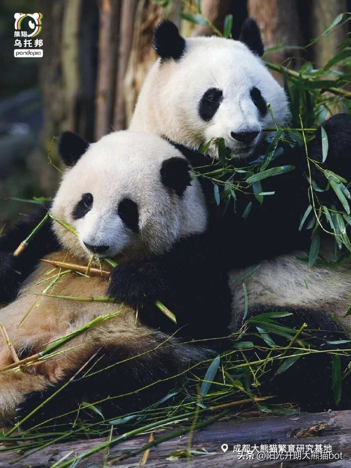 熊猫界的三大顶流视频,熊猫界四大顶流组合