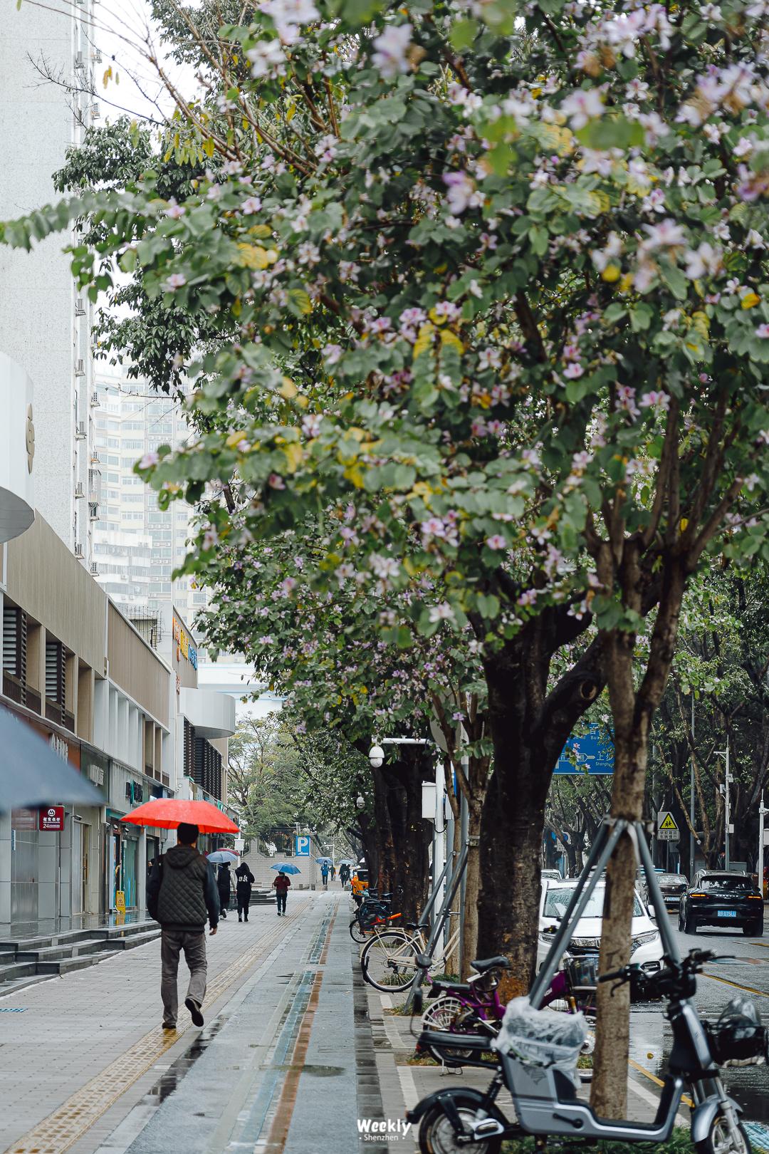 好好走过红荔路，才知道住福田有多让人羡慕